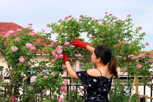 Cách trồng hoa hồng trong chậu của bà mẹ trẻ khiến sân thượng rực rỡ