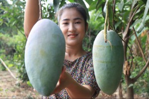 Cách trồng xoài Thái