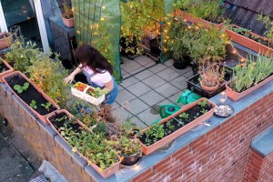 Thư từ Đức: Hãy thử trồng rau quả trên ban công nhà bạn