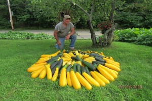 trồng rau trên dải phân cách