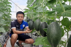 Vườn dưa sạch trăm trái trên sân thượng của chàng trai Phú Yên