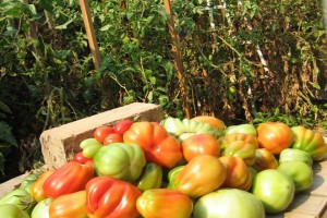 Cách trồng cà chua