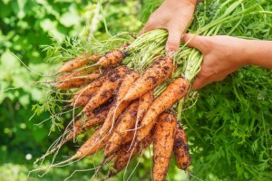 Cách trồng cà rốt
