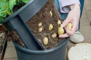 Cách trồng khoai tây trong thùng xốp
