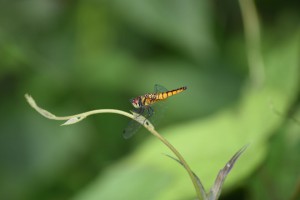 Côn trùng trong vườn: Những điều thú vị về chuồn chuồn