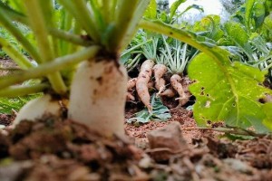 Hướng dẫn cách trồng củ cải trắng tại nhà chi tiết nhất