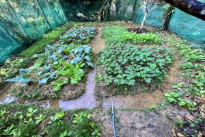 Cách trồng rau trên đất khô cằn