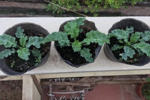 Cách trồng cải Kale trong chậu bằng hạt tại nhà dễ nhất