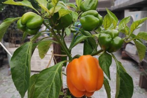 Cách trồng ớt chuông bằng hạt trong chậu đơn giản nhất