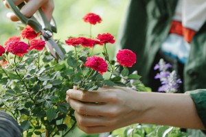 Cố tình trồng hoa hoa không nở: Lý giải dưới góc độ làm vườn