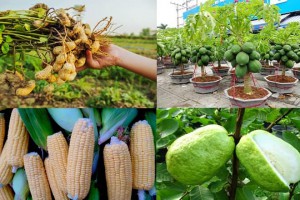 Top 7 cây trồng ngắn ngày siêu lợi nhuận ở nông thôn