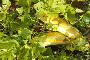 Cách trồng dưa gang sai quả trong chậu và ngoài đất