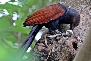 Coucal bird: Natural Enemy of Snakes