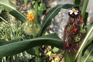 Giving haircuts to corn plants 14 min