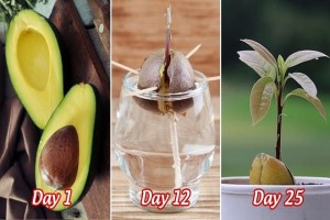 How to Grow Avocado from Seed At Home In Water