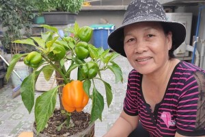 How to Grow Bell Peppers from Seeds in Pots - A Simple Guide