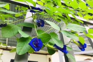 How to Grow Butterfly Pea Flowers from Seeds At Home