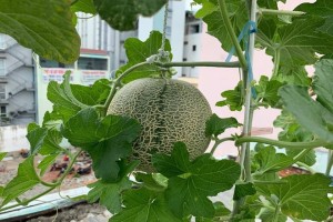 how to grow cantaloupe  muskcantaloupe   from seeds