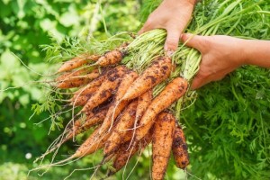 How to Grow Carrots at Home In Pots: 5 Essential Steps