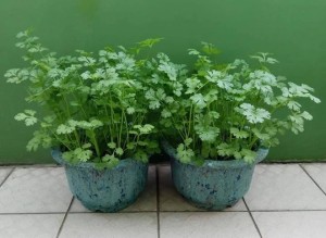 How to Grow Coriander from Seeds at Home