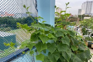 How to grow cucumbers in pots from seeds on the rooftop