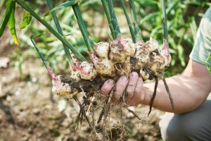 How to grow ginger at home in pots easy