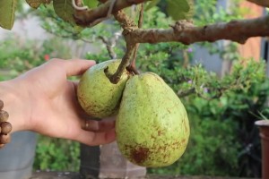 How to grow guava trees in pots to produce fruit quickly