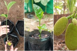 How to Grow Jackfruit from Seed: A Step-by-Step Guide