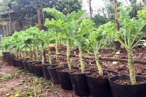 How to grow kale in pots from seeds at home