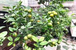 How to Grow Lemon Trees in Pots for Maximum Fruit Production