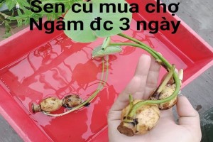 How to grow lotus flowers with bulbs at home in Vietnam