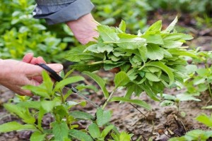 How to Grow Mint from Cuttings: Simple and Effective Methods