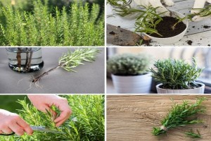 How to Grow Rosemary from Cuttings in Pots at Home