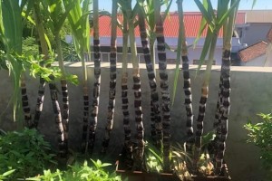 How to grow sugarcane from cuttings at home