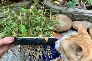 3 Simple Methods to Grow Vietnamese Coriander: From Cuttings, Hydroponically...