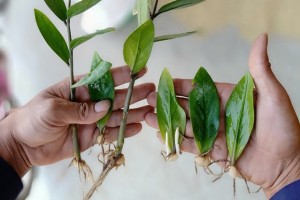 How to Grow ZZ Plant from Leaves for the Fastest Propagation