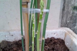 How to Grow Asparagus in Pots On The Rooftop