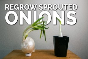 How to plant onions that have sprouted in your pantry