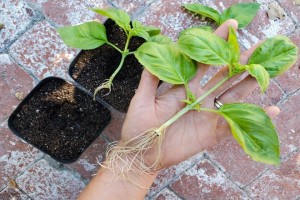 Guide to Propagating Basil Cuttings for Beginners