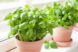 How to take care of basil plant indoors for Beginners