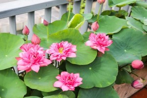 How to take care of lotus flowers