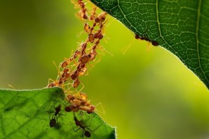 Interesting Facts About Ants