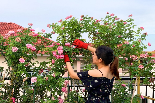 Cách trồng hoa hồng trong chậu của bà mẹ trẻ khiến sân thượng rực rỡ