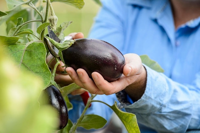 Cách trồng cà tím trong chậu