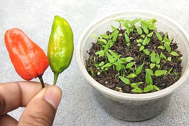 cách trồng ớt bằng hạt