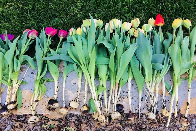 cach cham soc hoa tulip
