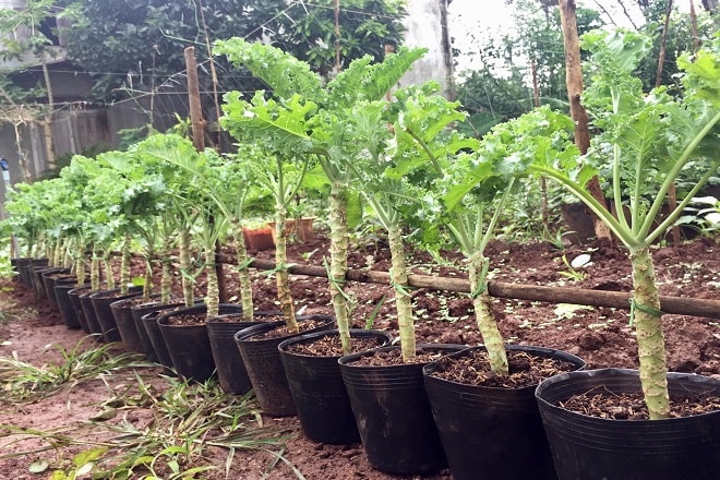 cách trồng cải kale bằng hạt