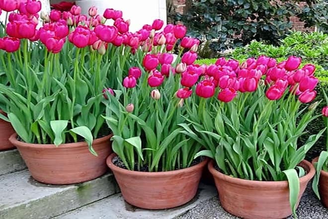cách trồng hoa tulip ở việt nam