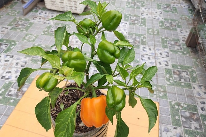cách trồng ớt chuông từ hạt