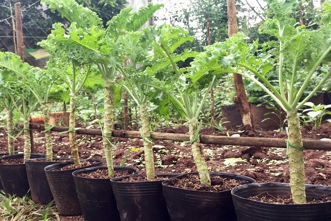 cách trồng cải kale chịu nhiệt